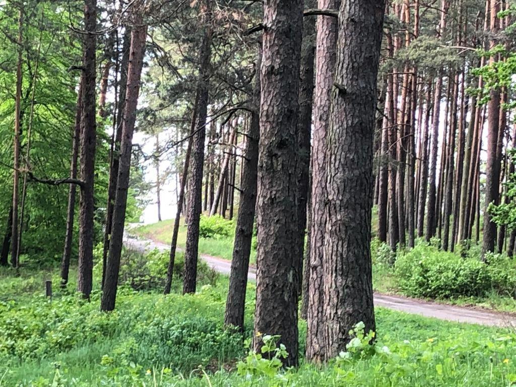 Small Resort Pini & Spa Юрмала Экстерьер фото